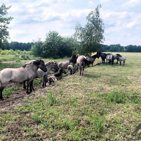 B&B De Konik Bourtange Exteriör bild